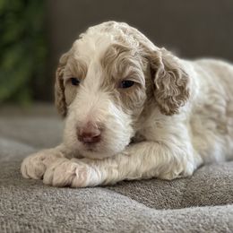 Poodle Puppies from Home of Doodles