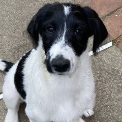 Sold - Oreo - Parti Double Doodle puppy in Norfolk, Virginia from Móraí’s Doodles