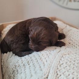 Bernedoodle Puppies from TOP NOTCH PUPS- BERNEDOODLE BREEDER
