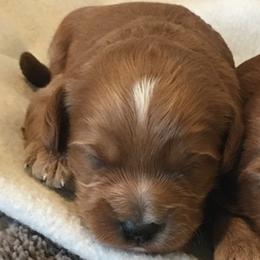 Male 1 - Red  male Goldendoodle puppy in Fredericksburg, Ohio from Timshell Farm Specialty Crossbreed Puppies