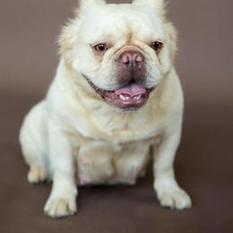 BAMBI - French Bulldog
