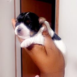 Yorkshire Terrier Puppies from Nell’s Adorable Yorkshire’s