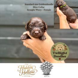 Beech - Mint Collar - Chocolate female Goldendoodle puppy in Garland, Texas from Twilight Doodles