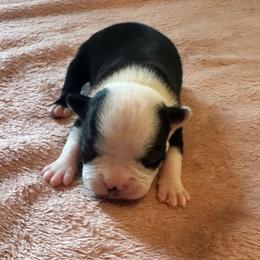 Opal Girl 3 - Black and white female Boston Terrier puppy in Brookville, Ohio from Best Friend Bostons