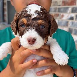 Almond Joy - Tri-color female Bernedoodle puppy in Richmond, Texas from Harper’s Heartbeats