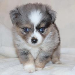 Blue-Eyed Blue Merle Male 1 - Blue merle male Toy Australian Shepherd puppy in Leighton, Alabama from Isbell Land & Livestock, LLC