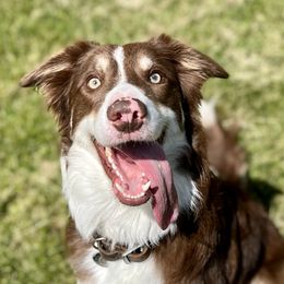 Reid - Border Collie