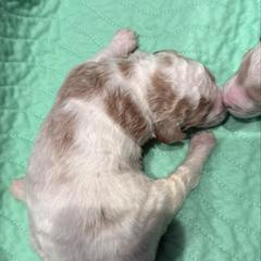 BOY 1 - Parti male Springerdoodle puppy in Murrells Inlet, South Carolina from SpringerDoodles at the Beach