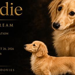 Dachshunds from Dreamy Creamy Doxies