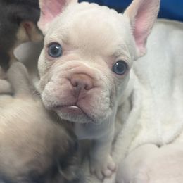 Pink collar - French Bulldog puppy from West Tennesse Frenchies