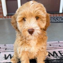 Grey Boy - Caramel cream male Australian Labradoodle puppy in West Union, South Carolina from Golden Corner Labradoodles, LLC