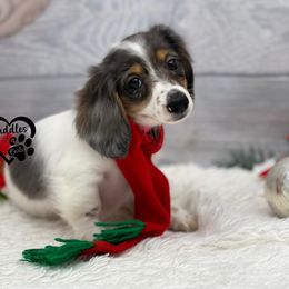 Dachshund, Pomeranian, and Poodle Puppies from Cuddles n Curls