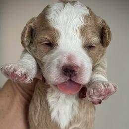 Blitzen - Red male Cavapoo puppy in Bradenton, Florida from Christianna’s Mini Goldendoodles