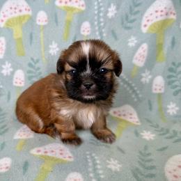 Fiona - Red female Shih Tzu puppy in Alice, Texas from Altas Palmas Shih Tzu