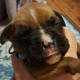 Blue boy - Brindle male Boxer puppy in Franklin, Georgia from Lakeside Kennels of Franklin