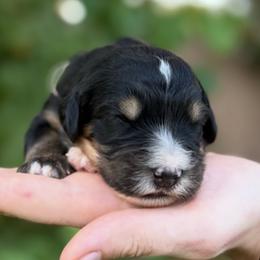 Snow - Tri-color female Bernedoodle puppy in Glendale, Arizona from Arizona Bernedoodles