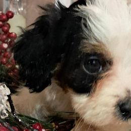 Cavapoos and Cockapoos from Kelley's Goldens Poodles and Doodles