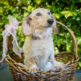 Beignet - Piebald female Dachshund puppy in Temecula, California from Naomi Magee's Dachshund Kennel