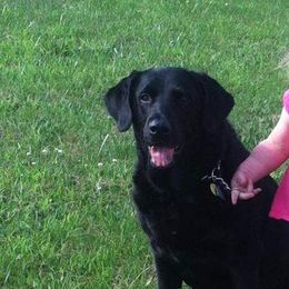 Dilute Retrievers from Integrated K9
