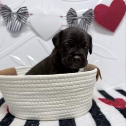 Black female - Black female Cane Corso puppy in Florence, Texas from Wilco Cane Corso