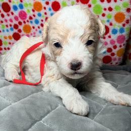 Red - Parti male Maltipoo puppy in Clarksville, Tennessee from Bee Mine Maltipoos and Pomeranians