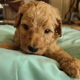 Labradoodles from Lakefront Labradoodles