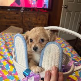 Baratheon - Fawn male Chihuahua puppy in Seneca, Missouri from Stephanie’s Puppy Colony