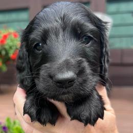 Boy 4 - Black male Dachshund puppy in Gouverneur, New York from Dack Dachshunds