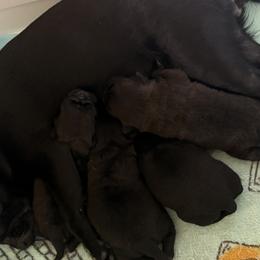 Pugs from Double Dutch Pug Co.
