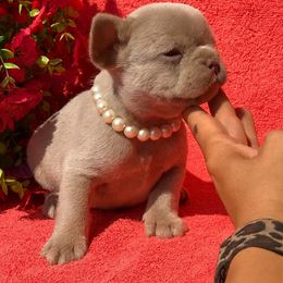 Celine - Fawn female French Bulldog puppy in Lincoln, Arkansas from Red Dirt Dachshunds