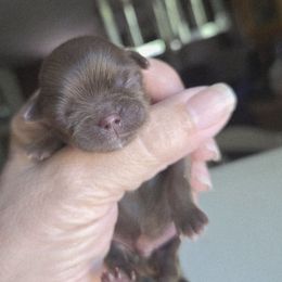 Boy 1 - Chocolate male Shih Tzu puppy in White Pigeon, Michigan from Kathys Yorkie and Shih-tzu Cuties