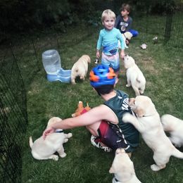 Labrador Retriever Puppies from Gabriel Ben-Yosef