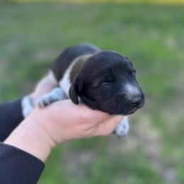 Marge - Piebald female Dachshund puppy in Troup, Texas from East Texas Dachshunds
