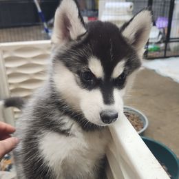 Siberian Husky Puppies from Spirit of the Moon Siberians