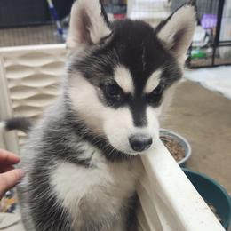 Siberian Husky Puppies from Spirit of the Moon Siberians