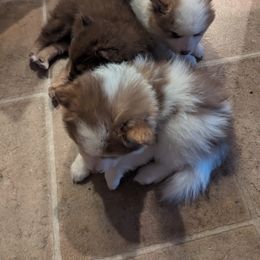 Pomsky Puppies from Tony Hwang