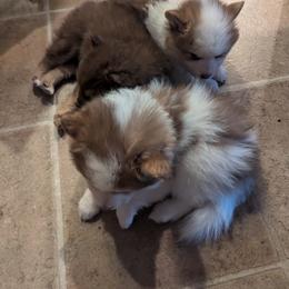 Pomsky Puppies from Tony Hwang