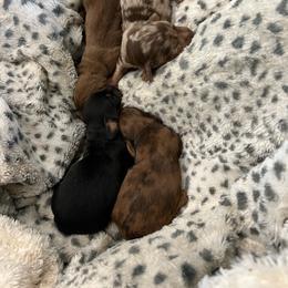 Dachshund puppies from Iron Bear Livestock & Dachshunds