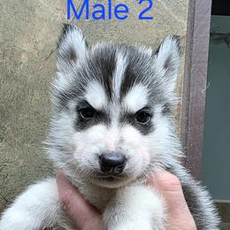 Male 2 - Black and white male Siberian Husky puppy in Carnesville, Georgia from Southern Magnolia Siberians