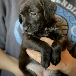 Aussiedoodle and Leopardoodle Puppies from A Puppy Crush