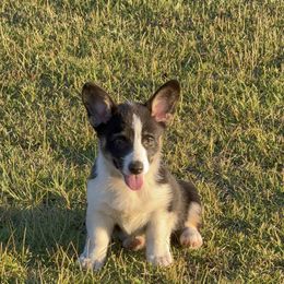 Red - Black and tan male Pembroke Welsh Corgi puppy in Baker, Florida from CWJ Kennels