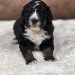 American Eskimo Dog and Bernedoodle Puppies from Shadow Kennels