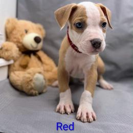 Red Collar Male - Blue fawn male American Pit Bull Terrier puppy in Pensacola, Florida from Alpha Alliance Kennels