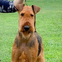 Airedale Terriers and Brussels Griffons from JOVAL Kennel