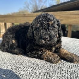 Emerald-girl - Phantom female Poodle puppy in Scottsville, Kentucky from Barren River Bernedoodles and Poodles