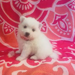 Girl Pink - White female American Eskimo Dog puppy in Squaw Valley, California from Bear Mountain