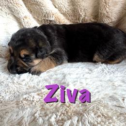 Ziva - Black and red female German Shepherd puppy in Graham, Washington from Wildeflecken Shepherds