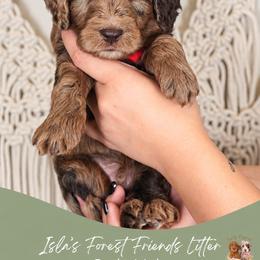 Owl - Merle male Goldendoodle puppy in Norcross, Georgia from Teddy Puppies