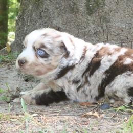Blossom - Red merle female Australian Shepherd puppy in Macon, Georgia from Shaina’s Shepherds