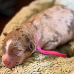 Sage (pink collar) - Brown merle female Aussiedoodle puppy in Mouth Of Wilson, Virginia from HoneyBunn Doodle Co.